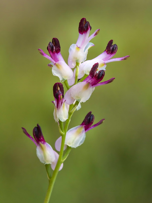Fumaria macrosepala.06