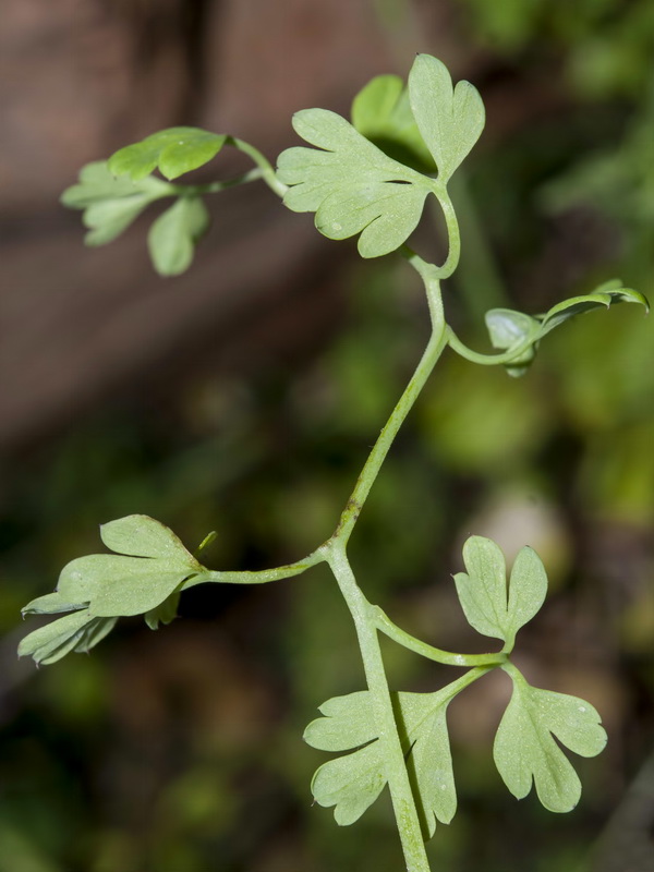 Fumaria melilliaca.03