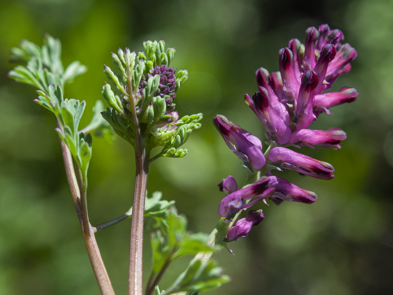 Fumaria officinalis officinalis.03