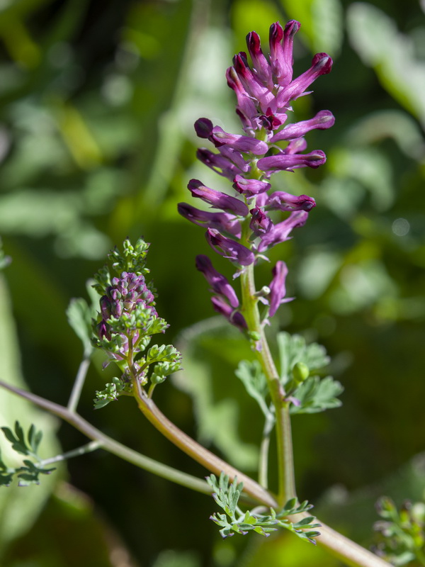 Fumaria officinalis officinalis.04