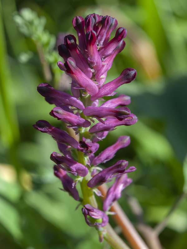 Fumaria officinalis officinalis.05