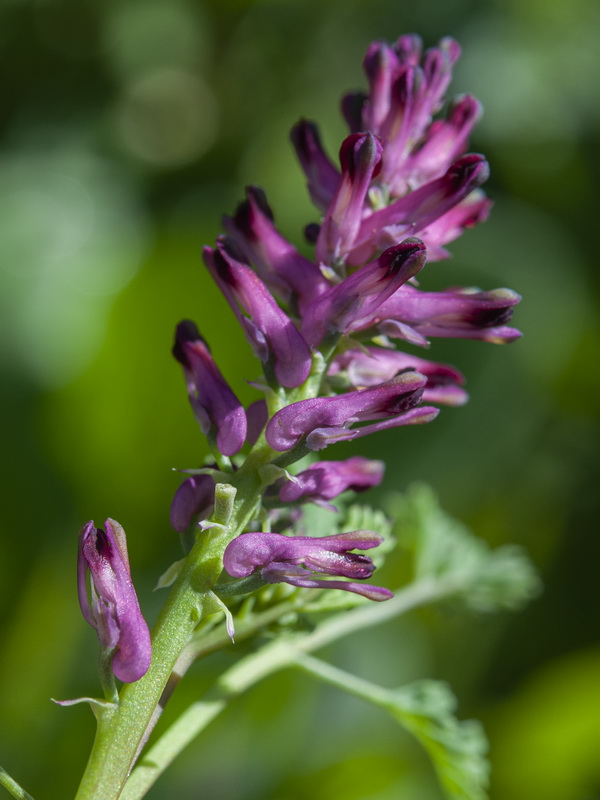 Fumaria officinalis officinalis.06