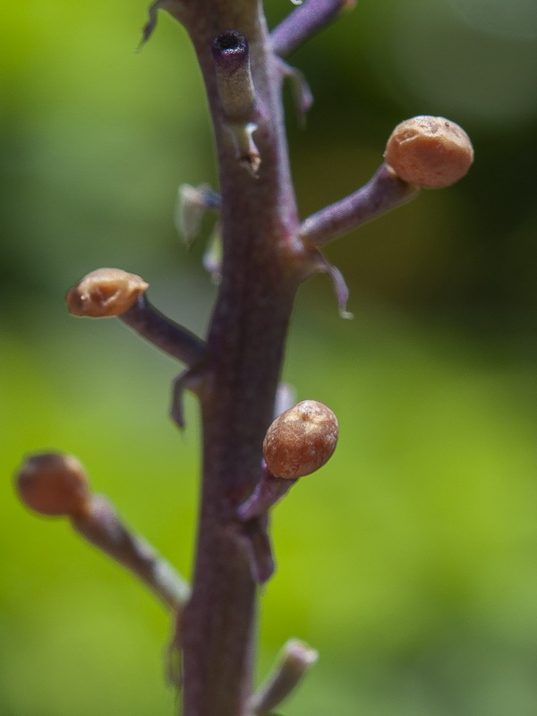 Fumaria officinalis officinalis.07