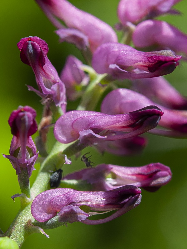 Fumaria officinalis officinalis.08