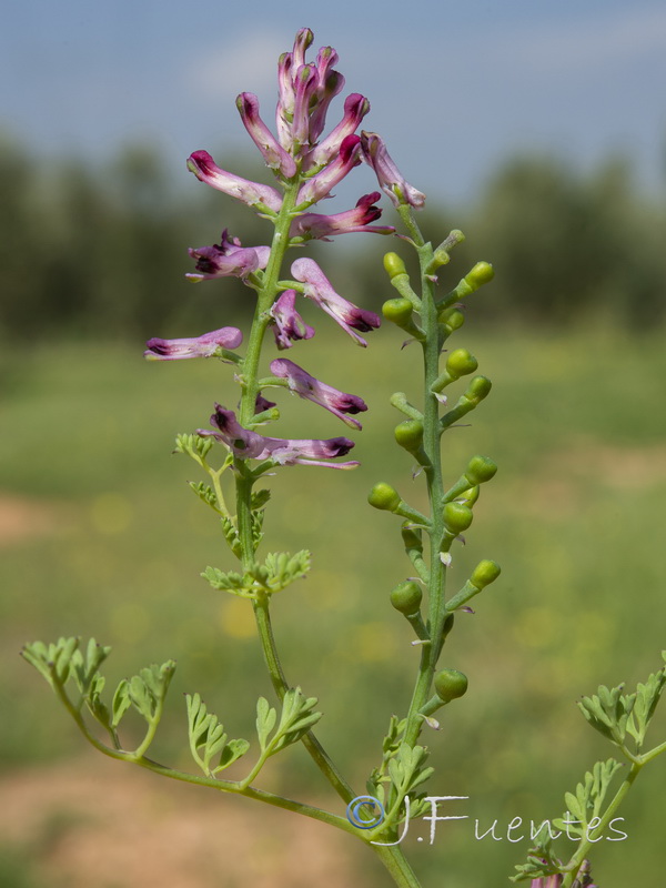 Fumaria officinalis officinalis.09