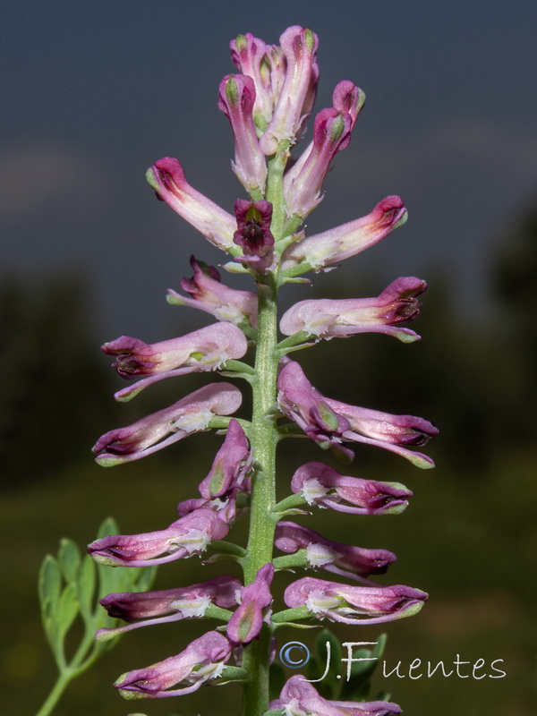 Fumaria officinalis officinalis.10
