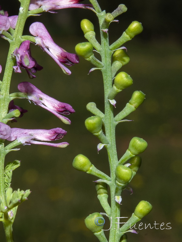 Fumaria officinalis officinalis.11