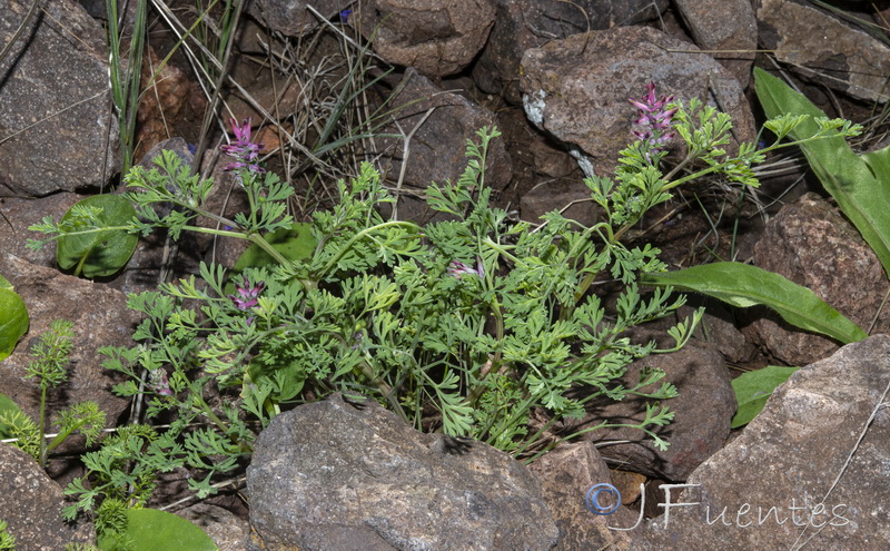 Fumaria officinalis officinalis.12