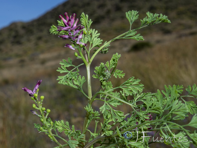 Fumaria officinalis officinalis.01
