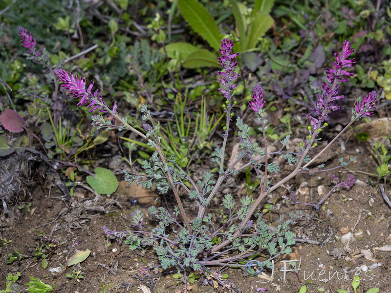 Fumaria officinalis officinalis.17