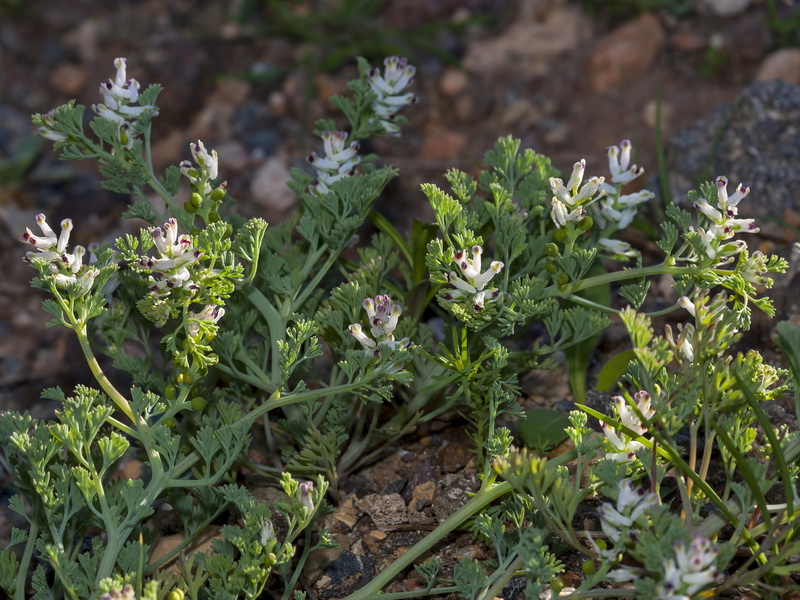 Fumaria parviflora.01