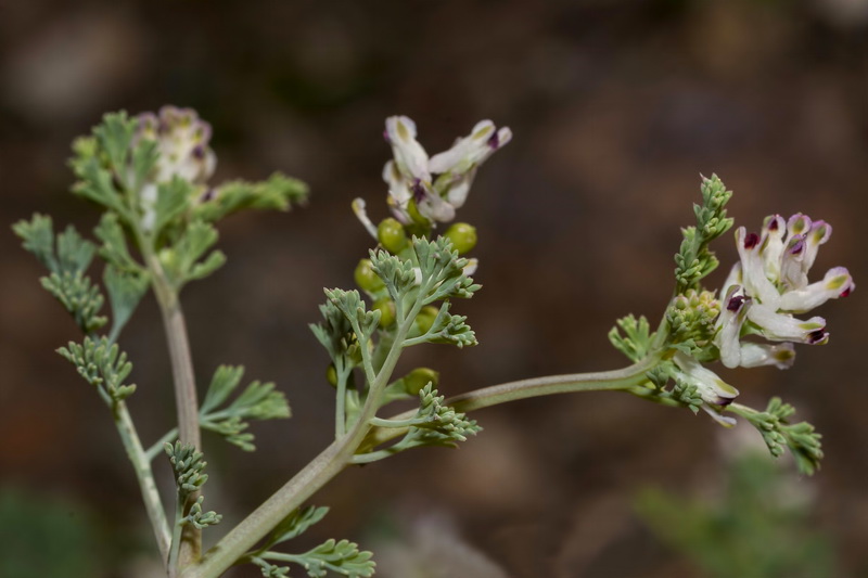 Fumaria parviflora.04