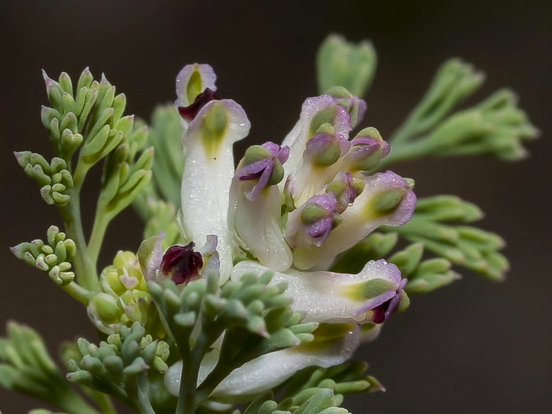 Fumaria parviflora.07