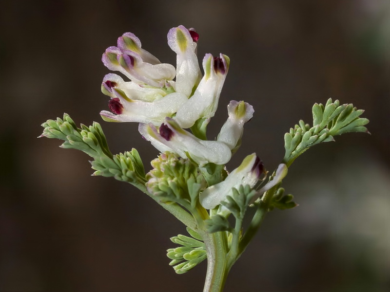 Fumaria parviflora.08