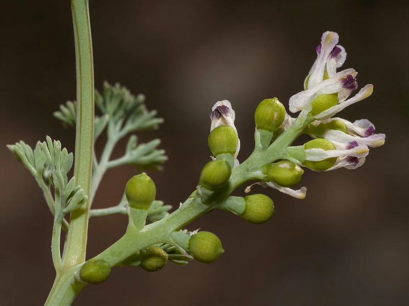 Fumaria parviflora.11