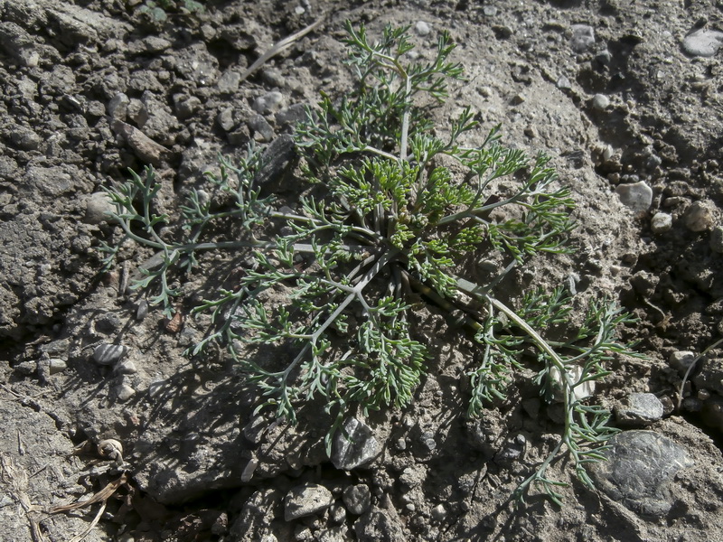 Fumaria parviflora.14