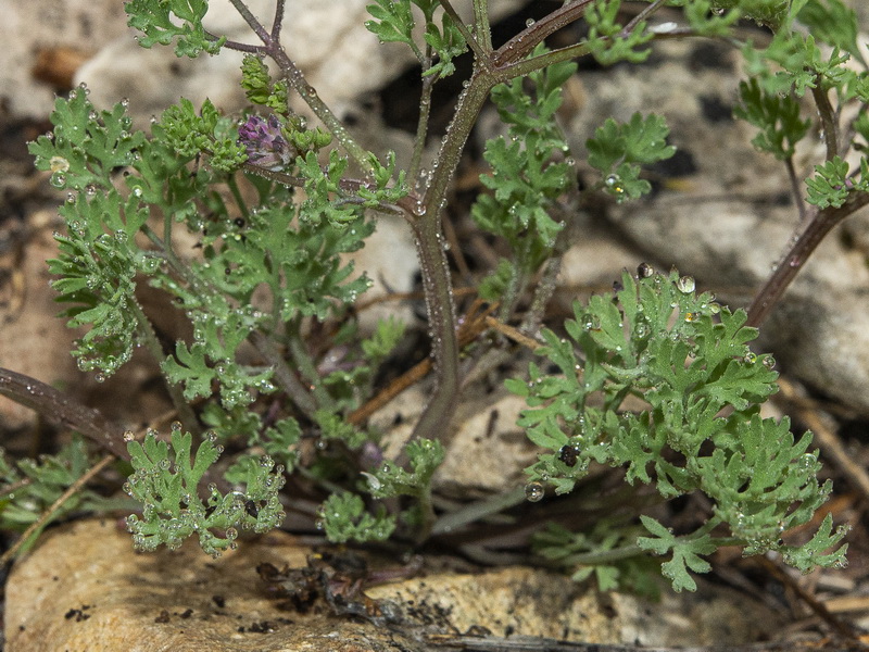 Fumaria petteri calcarata.02