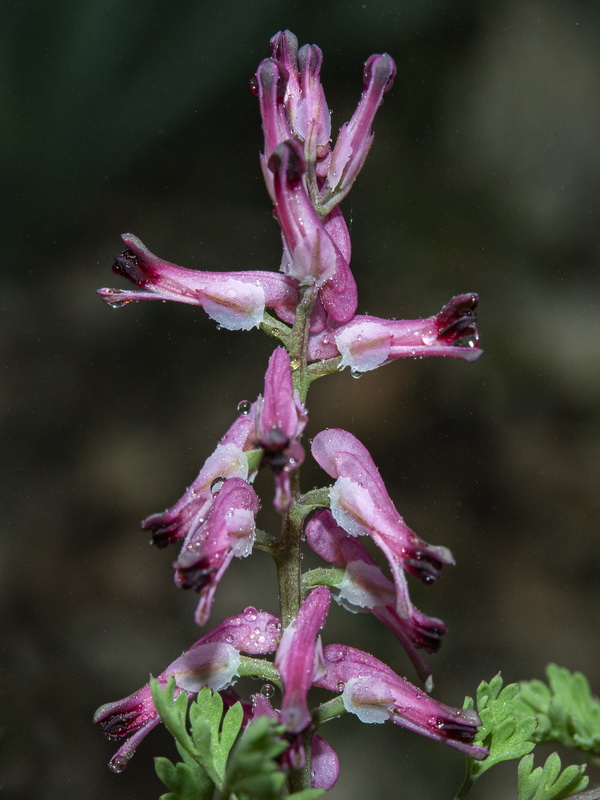 Fumaria petteri calcarata.03