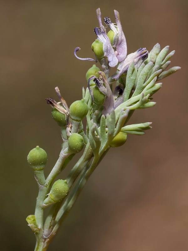 Fumaria pugsleyana.19