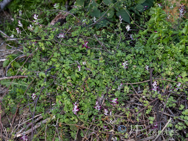 Fumaria reuteri.07