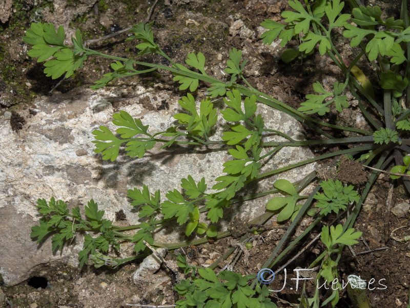 Fumaria rupestris rupestris.03