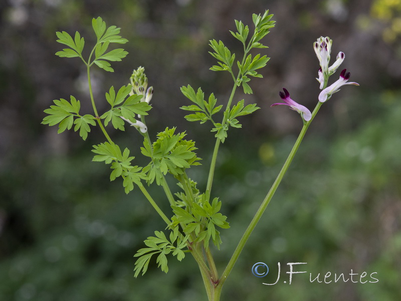 Fumaria rupestris rupestris.06