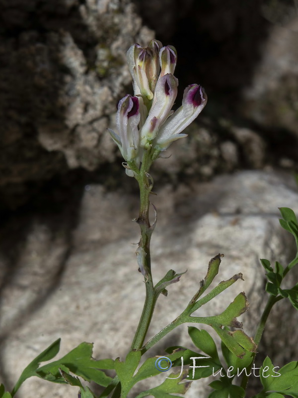 Fumaria rupestris rupestris.08