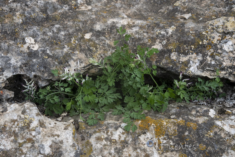 Fumaria rupestris rupestris.12