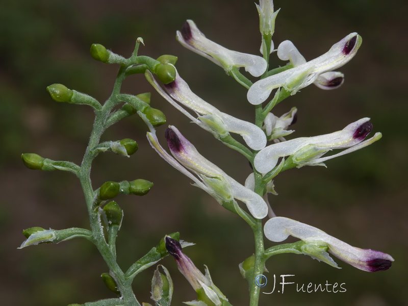 Fumaria rupestris rupestris.14