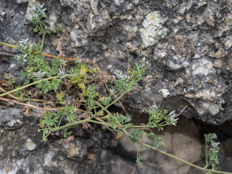 Fumaria segetalis.01