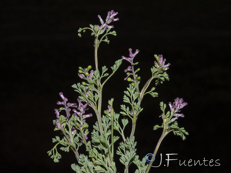 Fumaria segetalis.18