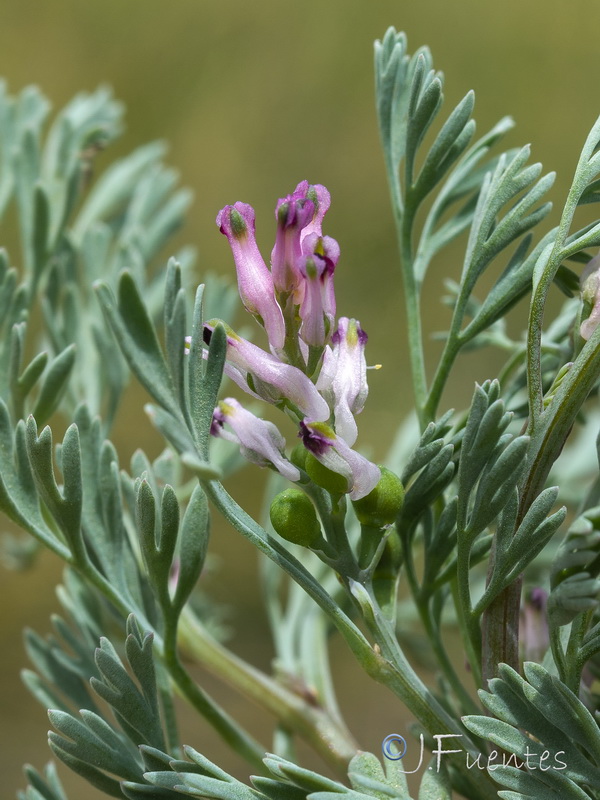 Fumaria vaillantii.11