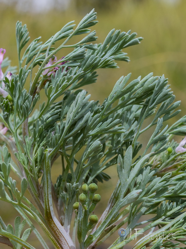 Fumaria vaillantii.12