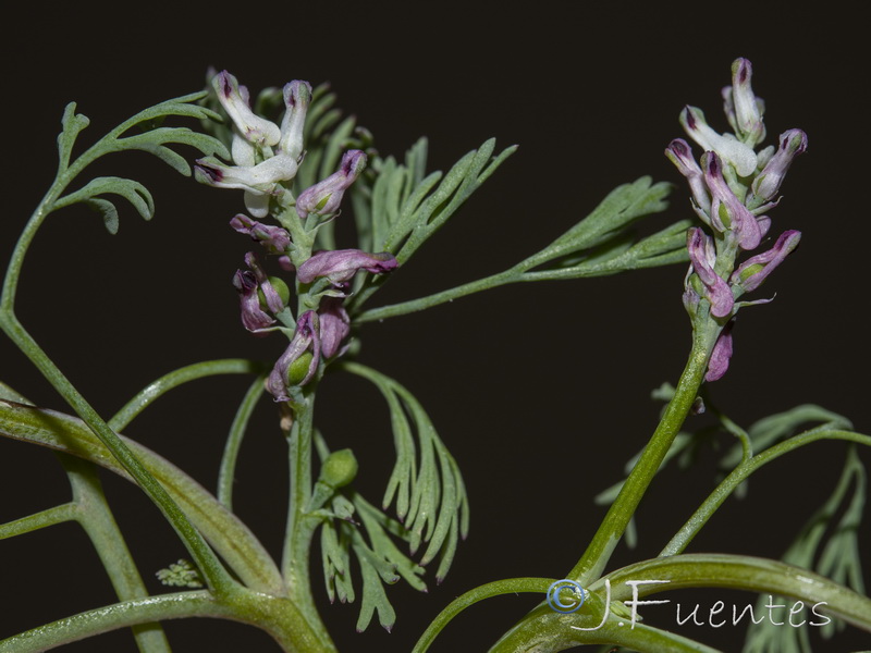 Fumaria vaillantii.15