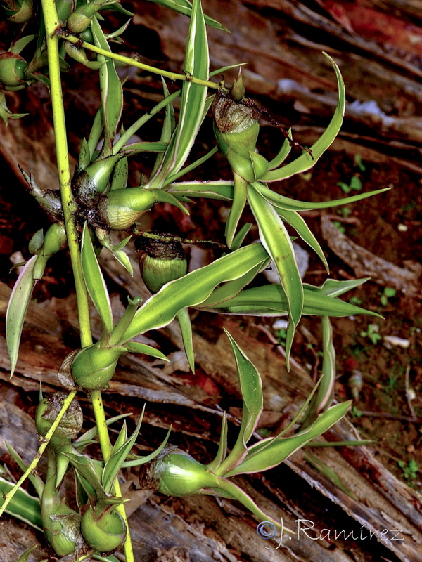 Furcraea selloana.01