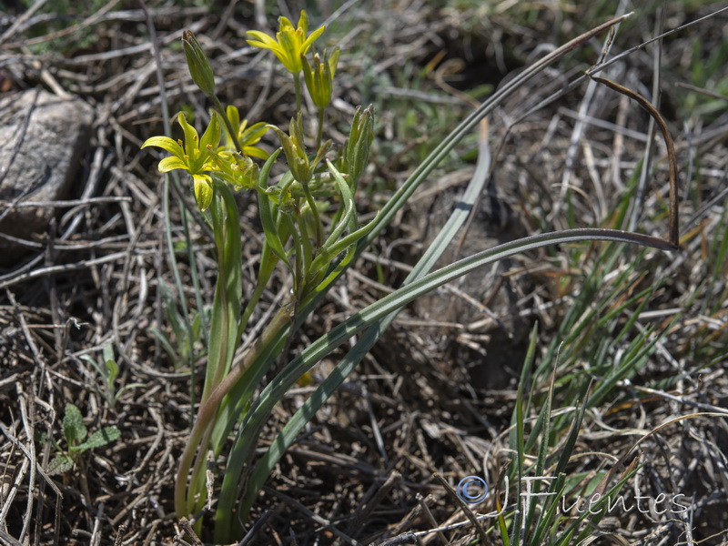 Gagea algeriensis.03