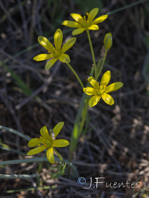 Gagea algeriensis.05