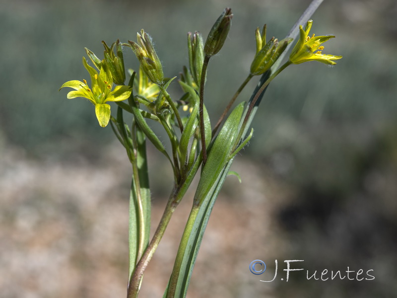 Gagea algeriensis.06