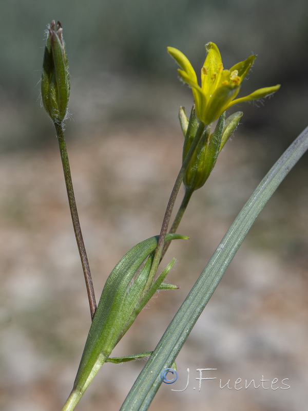 Gagea algeriensis.08