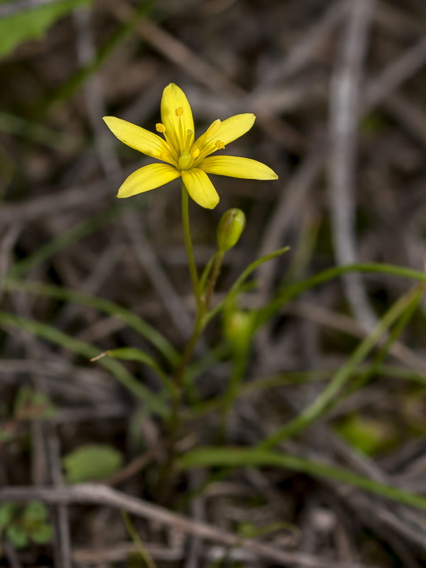Gagea durieui.01