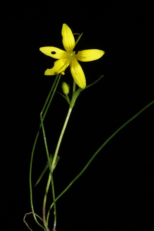 Gagea durieui.02