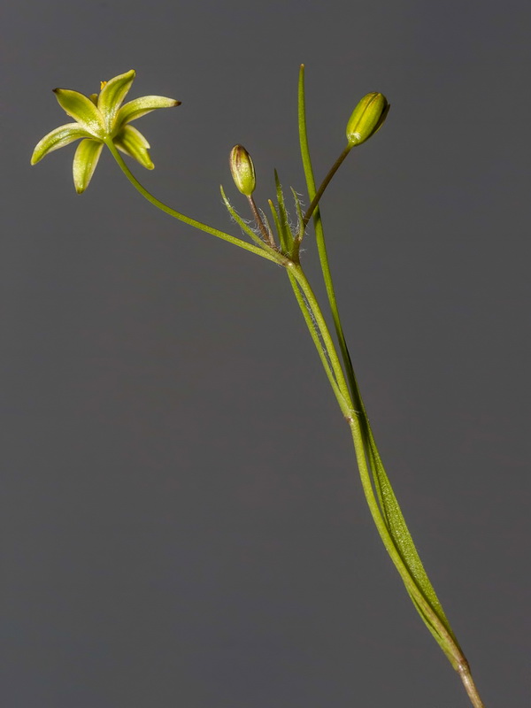 Gagea durieui.05
