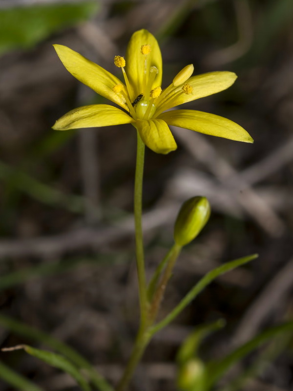 Gagea durieui.07