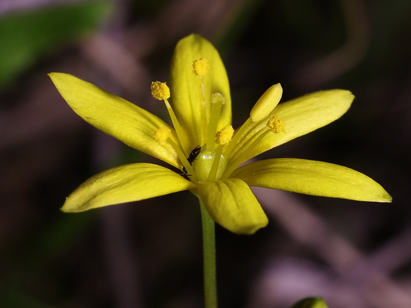 Gagea durieui.08