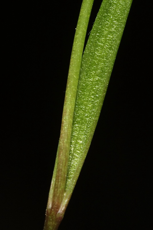 Gagea durieui.16