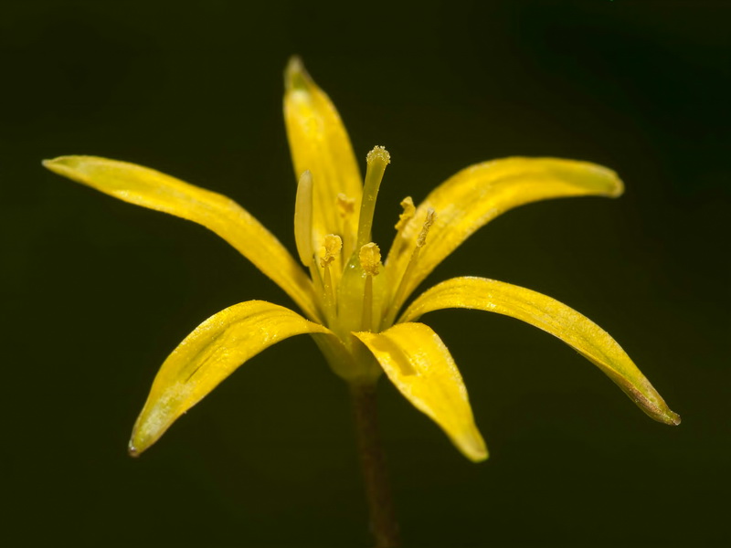 Gagea elliptica.16