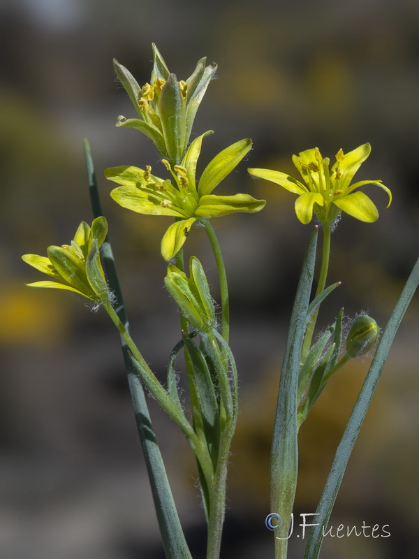 Gagea elliptica.31