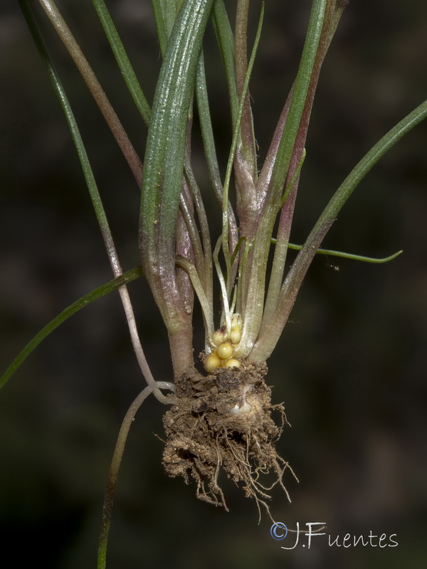 Gagea elliptica.26
