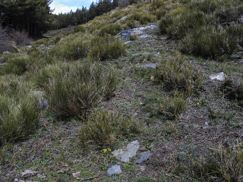 Gagea foliosa nevadensis.01