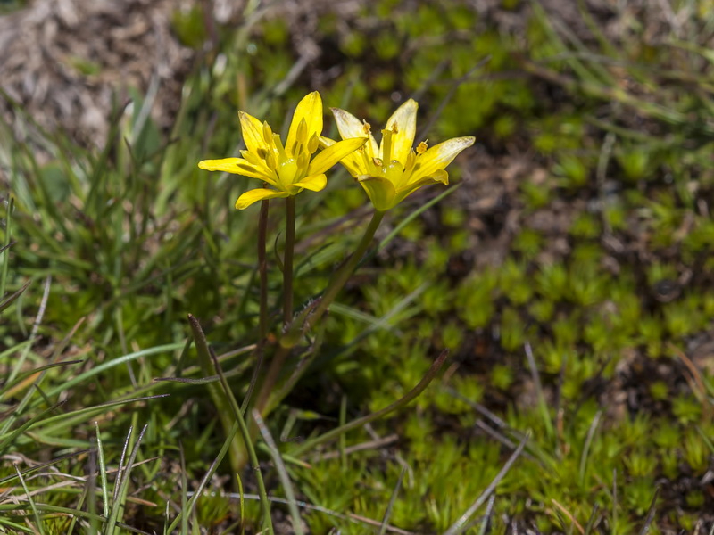 Gagea foliosa nevadensis.02